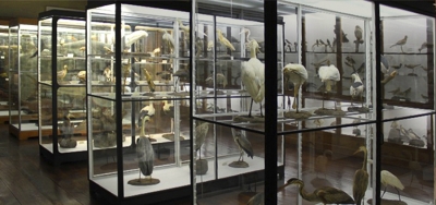 Funchal Natural History Museum